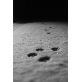 Cats on the Moon print Cats on the Moon print