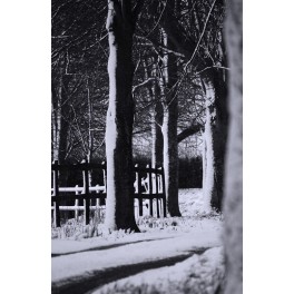 Trees in Snow print Trees in Snow print